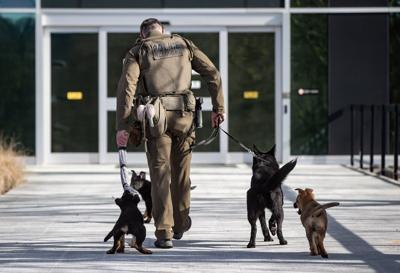 Problems with RCMP police dog program pose 'health and wellness risks': evaluation
