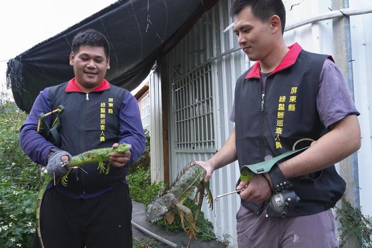 Taiwan plans to cull up to 120,000 green iguanas due to their negative impact on agriculture