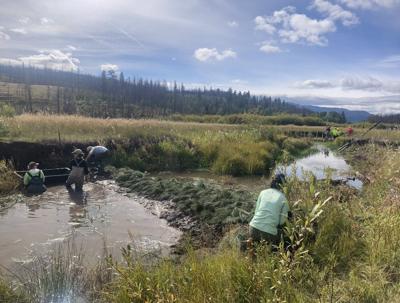 B.C. team building 100 beaver 'starter homes' in the name of wetland preservation