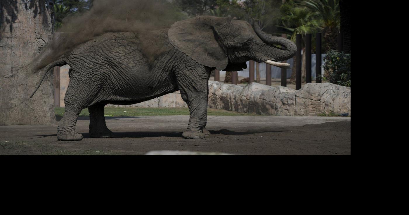 Mexico's Supreme Court orders a zoo to improve conditions for Ely the ...