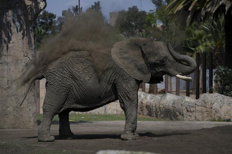 Mexico's Supreme Court orders a zoo to improve conditions for Ely the elephant