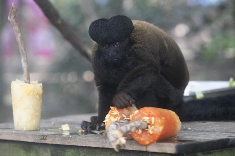 Rio's thirsty zoo animals get icy treats to cool down in Brazil’s stifling summer heat