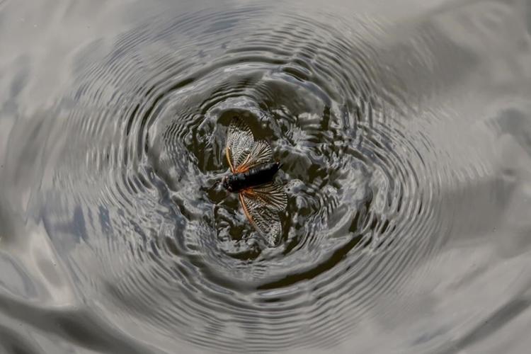 Think cicadas are weird? Check out superfans, who eat the bugs, use them in art and even striptease