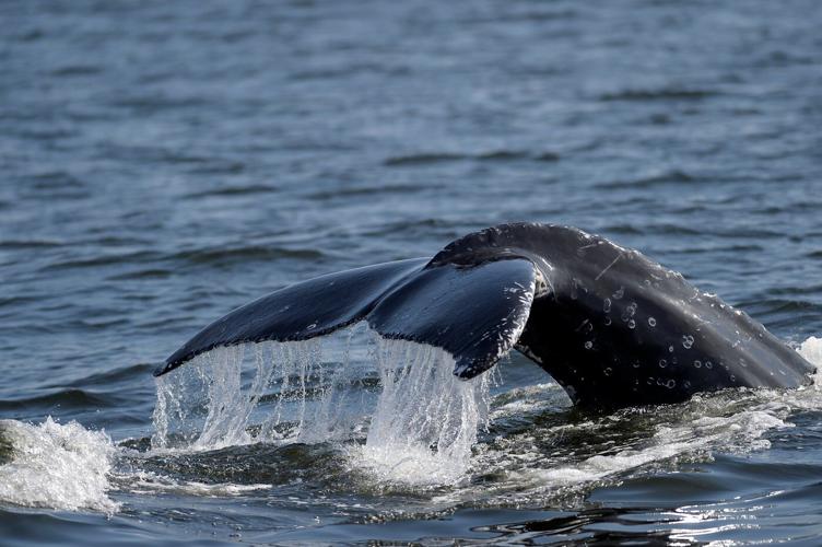 Sightings of humpback whales surge in Rio de Janeiro, fueling demand for whale-watching trips