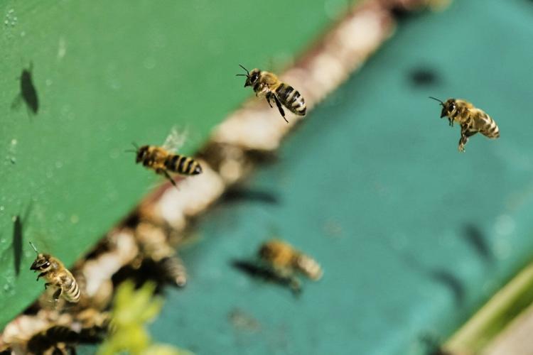 On 'World Bee Day,' the bees did not seem bothered. They should be