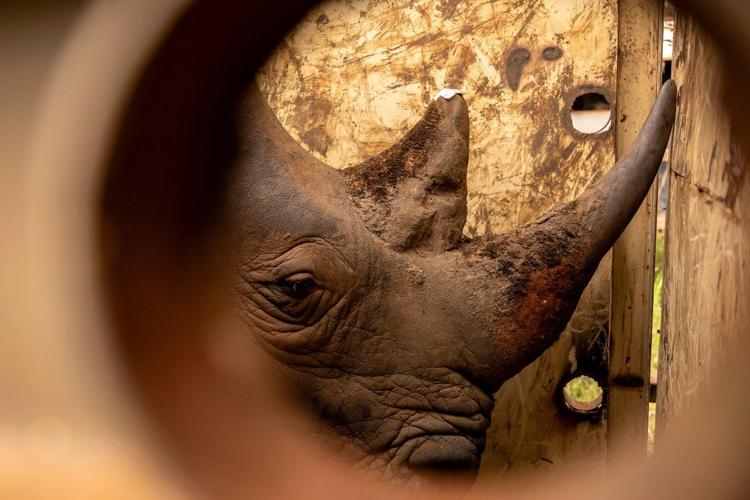Uganda reintroduces rhinos into a protected area where they have been extinct since 1983