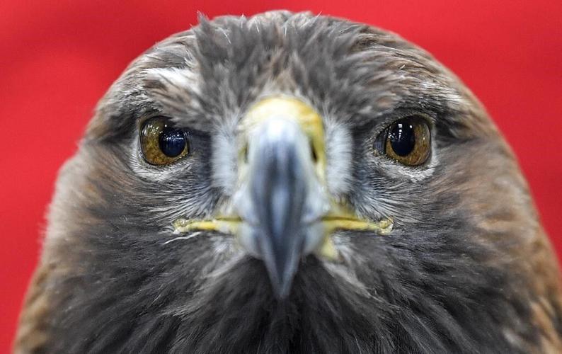 Men charged with illegal killing of 3,600 birds, including bald and golden eagles to sell