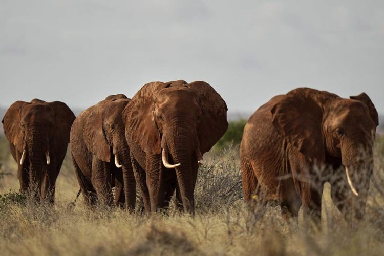 Tuesday is World Elephant Day. 5 things to know about the world's largest land mammals