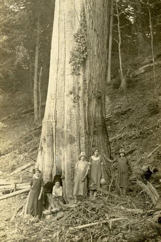 A lost icon: The American chestnut and its central place in the eastern landscape