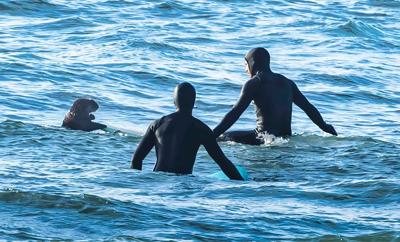 Surfing sea otter clambers onto board in B.C., prompting warning