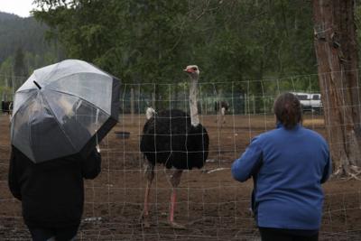 B.C. ostrich farm at heart of avian flu debate upbeat despite looming federal cull
