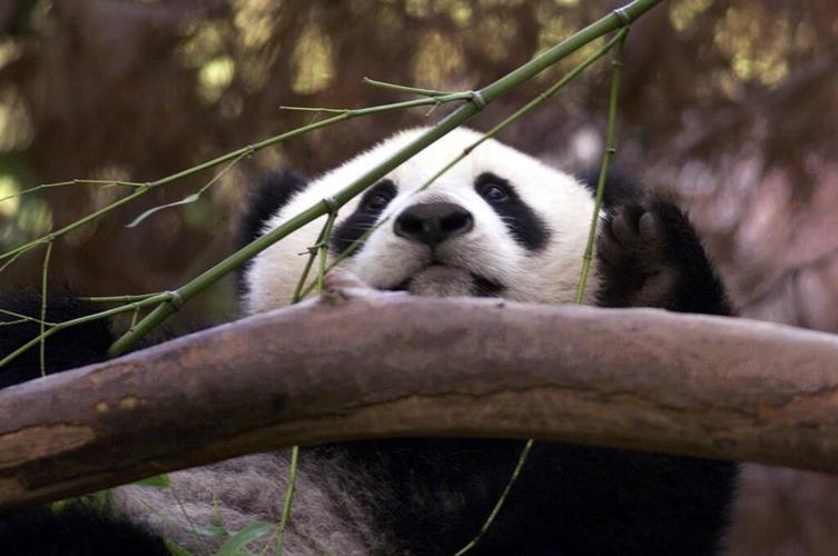 Black and white and adored all over. China pledges pair of pandas for San Diego Zoo