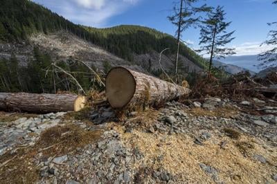 Carbon emissions from forestry masked by government accounting, says report