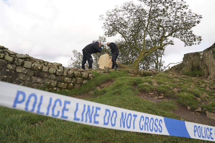 Prosecutor says Sycamore Gap tree cutters committed 'arboreal equivalent of mindless thuggery'