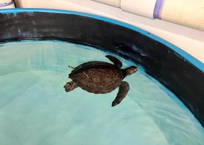 Hypothermic turtle revived after rescue from Bay of Fundy shore, shipped to Bermuda