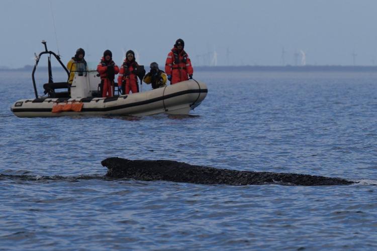 A stranded whale in Germany’s Baltic Sea weakens as hopes of its return to the Atlantic fade