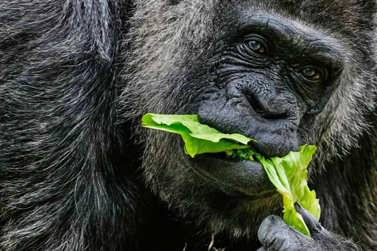 Happy 69th birthday to Fatou, the world's oldest gorilla living in captivity