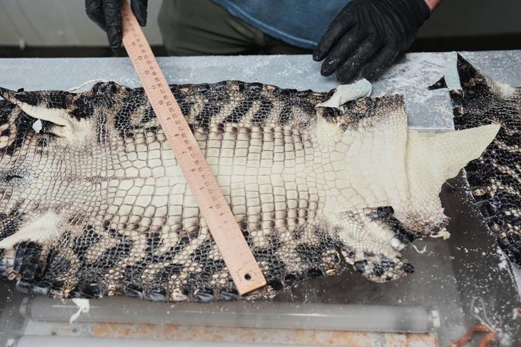 Louisiana's alligator farms raise the reptiles for meat, skins - and conservation