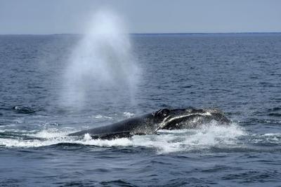 Une autre baleine noire empêtrée est repérée au large du Nouveau-Brunswick