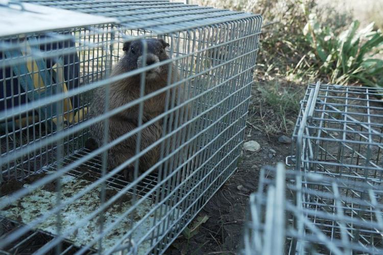 Move over bears. Fat Marmot Week puts a spotlight on the alpine rodents
