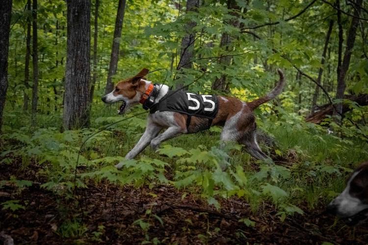 Niche dog sport divided Doug Ford's caucus as expansion plan killed, then resurrected