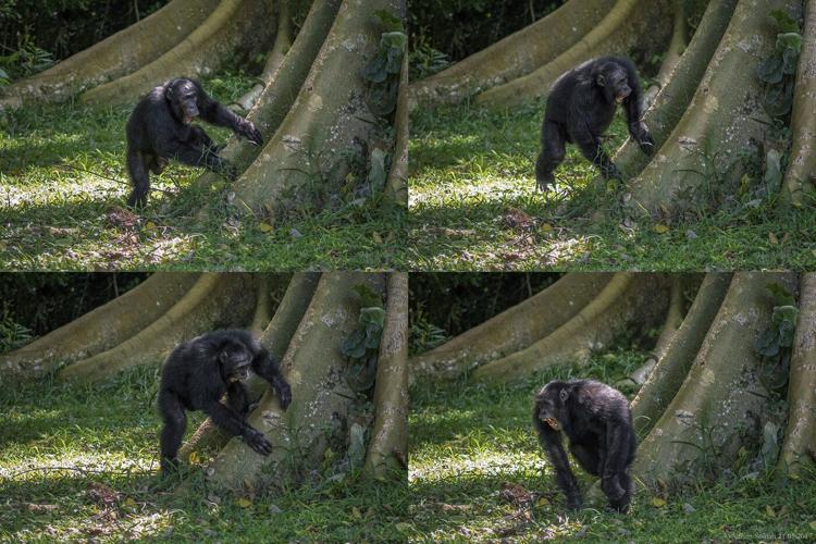 Chimpanzees drum with regular rhythm when they beat on tree trunks, a form of ancient communication