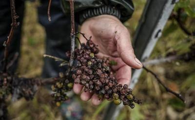 Climate change and harsh weather in France bring challenges to Chablis wine country