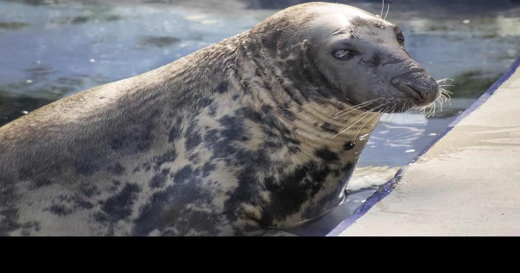 Seal pup once rescued on a British beach hits the big 50. Sheba may be