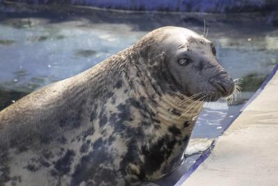 Seal pup once rescued on a British beach hits the big 5-0. Sheba may be the oldest seal in captivity