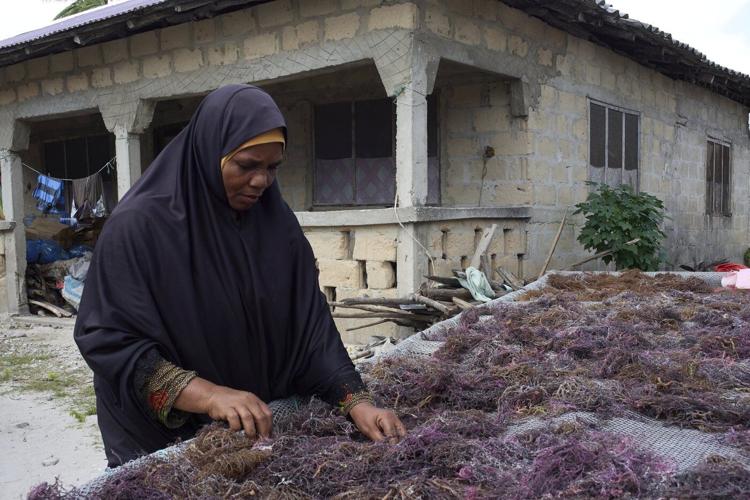 Zanzibar is seeing a seaweed boom. Can the women collecting it cash in?
