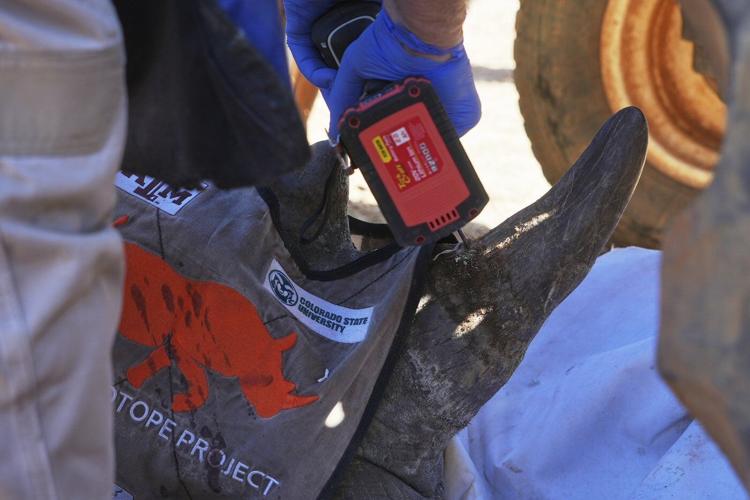 Scientists in South Africa are making rhino horns radioactive to fight poaching