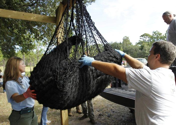 Florida kicks off first black bear hunt in a decade, despite pushback