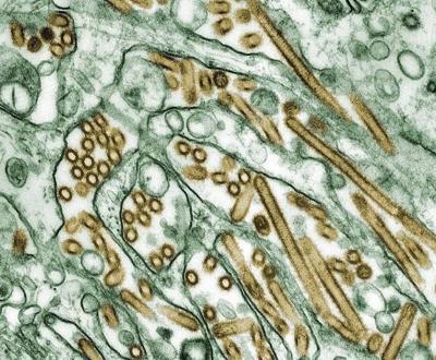 Pet dog infected with avian flu but risk to public is low, federal government says