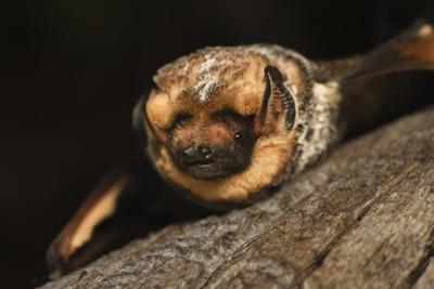 He’s fast, feisty and could play Quidditch. Meet the bat that won a beauty contest
