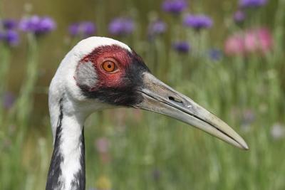 The crane attacked potential mates. But then she fell for her keeper