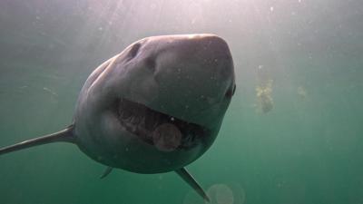 Scientists tag great white sharks to learn how best to protect endangered species