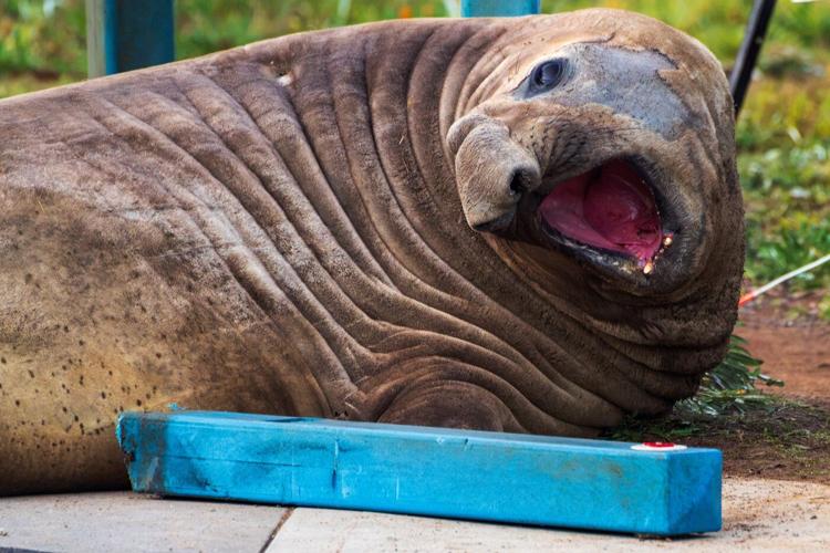 Australian officials ask fans to respect the privacy of Neil, a 1-ton seal who respects nothing