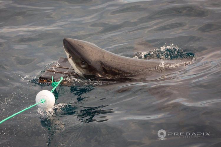 Scientists find new bite-resistant wetsuits can reduce shark bite injuries