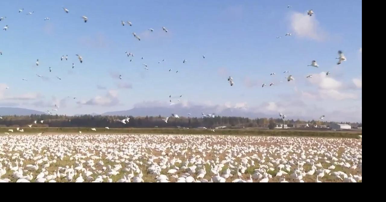 Watch thousands of snow geese fly over rural Washington state ...