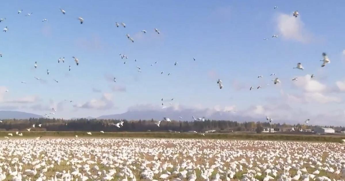 Fly Over Wire Arduino Watch thousands of snow geese fly over rural Washington state ...