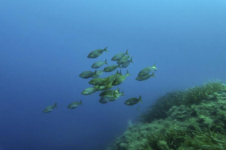 As the UN Ocean Conference opens in France, a push to turn promises into protection