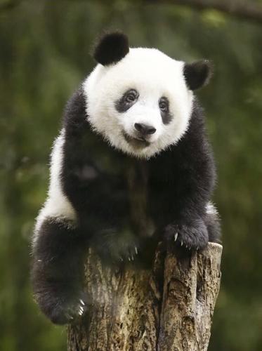 Japan bids teary farewell to pandas sent to reserve in China