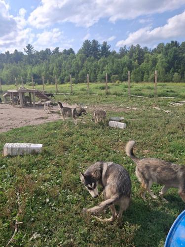 Man who raised pack of wolf-dogs says he is relieved his animals won't be euthanized