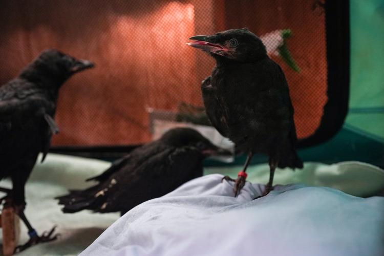 Dive-bombed or not, Vancouverites are still pro-crow, researchers say