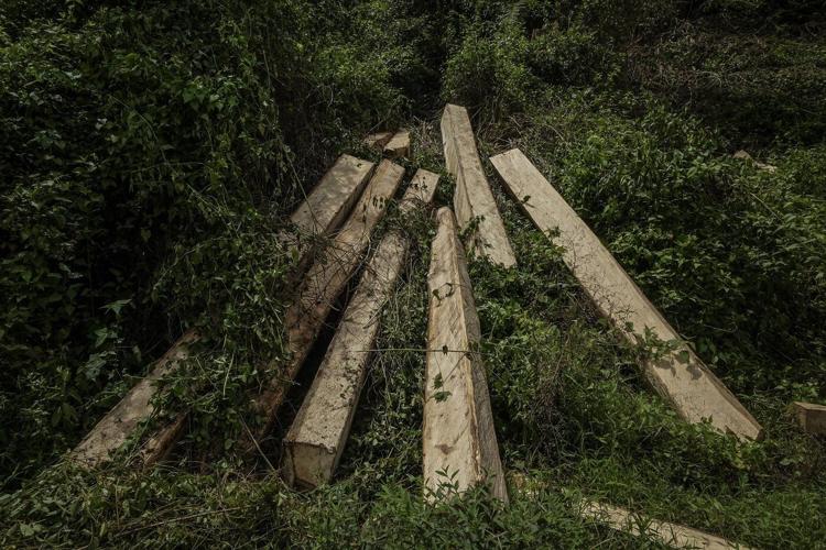 South Korean politician calls for investigation of biomass energy material imported from Indonesia