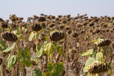 UN talks fail to reach agreement on dealing with rising risk of global drought