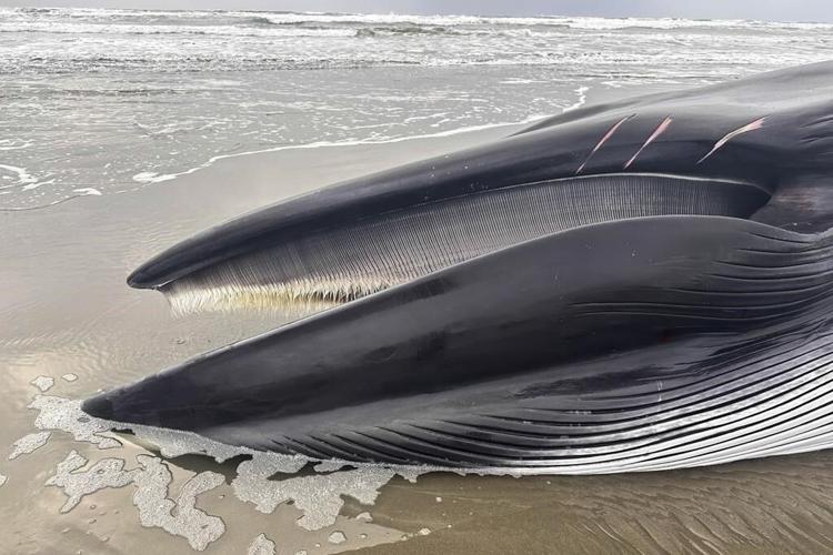 A fin whale decomposing on an Oregon beach creates a sad but 'super educational' spectacle