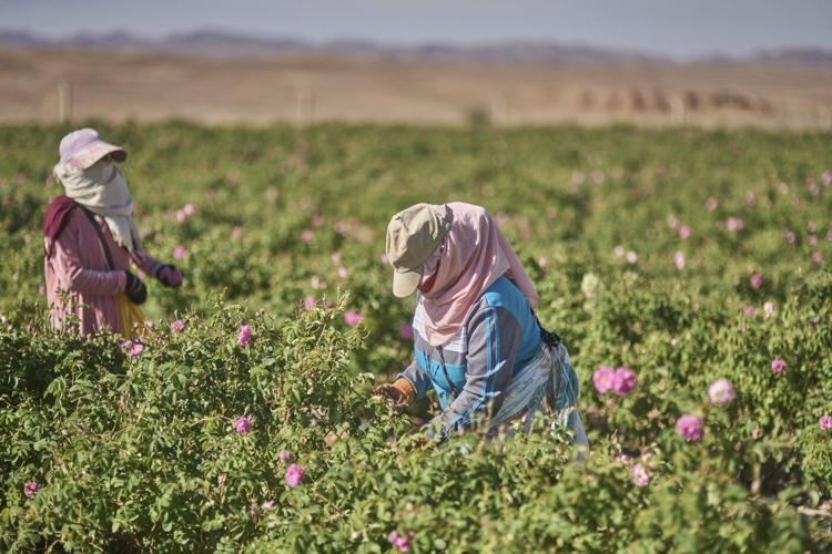 The desert blooms, roses perfume the air and a Moroccan town comes to life