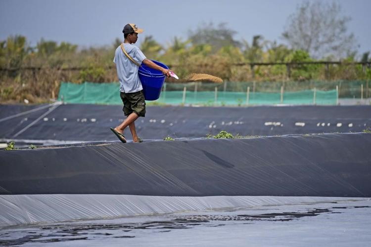 As big supermarkets pursue profits, new research shows growing exploitation of shrimp farmers