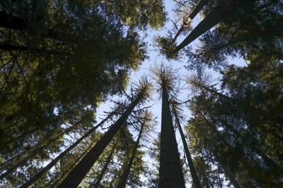 Trump wants to use the 'God Squad' to increase logging, but it must follow strict rules